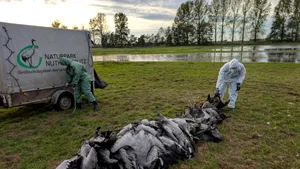 Germania: Mii de cocori morți de gripă aviară lângă Berlin. Virusul se răspândește în ferme