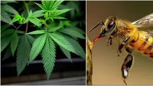 Descoperire neaşteptată: Albinele care supravieţuiesc cu canabis