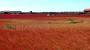 Plaja roşie: Imagini spectaculoase din nord-estul Chinei - FOTO