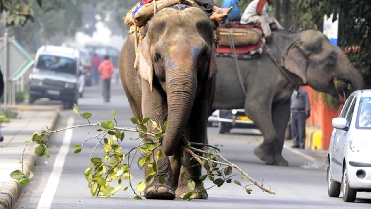 New Delhi a înregistrat cele mai scăzute temperaturi din ultimii 40 de ani