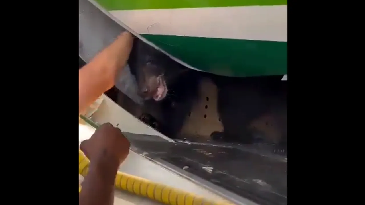 Un urs a scăpat din cuşca aflată în cala unui avion