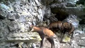 VIDEO Imagini rare cu mai multe capre negre care se hrănesc pe o stâncă din Retezat