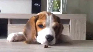 IMAGINI AMUZANTE: Transformarea unui căţel, de la 8 săptămâni la 8 luni - VIDEO