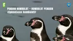 Singurul loc unde pot fi văzuți pinguini în România, de Ziua Mondială a Pinguinului