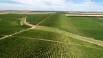 Producția de vin în România, între tradiție și inovație