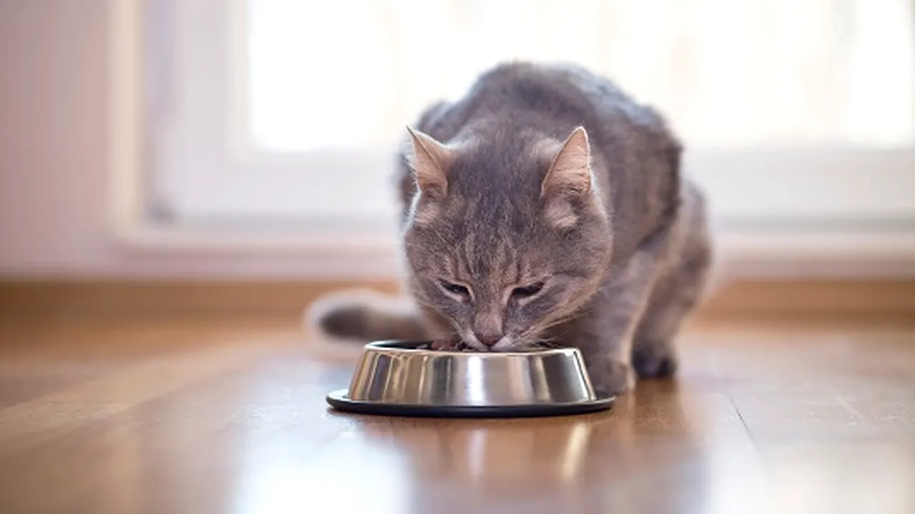Studiu: Preferinţele în materie de animale de companie nu diferă cu mult de achiziţia unor maşini