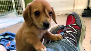 VIDEO | Căţeluşul unicorn: S-a născut cu un defect care îl face şi mai adorabil