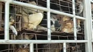 REPORTAJ: Comerţul cu câini pentru consum, o realitate dramatică - VIDEO