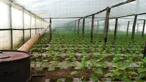 Recolte afectate de vremea la extreme. După roşii, şi castraveţii vor ajunge cu întârziere în pieţe. Agricultor: Buzunarele sunt goale, nu ştiu dacă reuşim