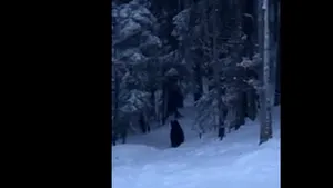 Un urs a fost tranchilizat după ce a ajuns pe pârtie la Predeal. Decizia luată de autorităţi în privinţa animalului | VIDEO