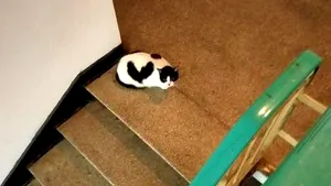 Cum este tratată Inima de locuitorii unui bloc. Povestea unei pisici iubite