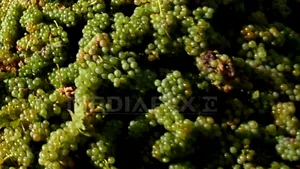 Supliment pe bază de struguri recomandat cardiacilor