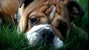 STUDIU: Câinii sunt capabili de gelozie