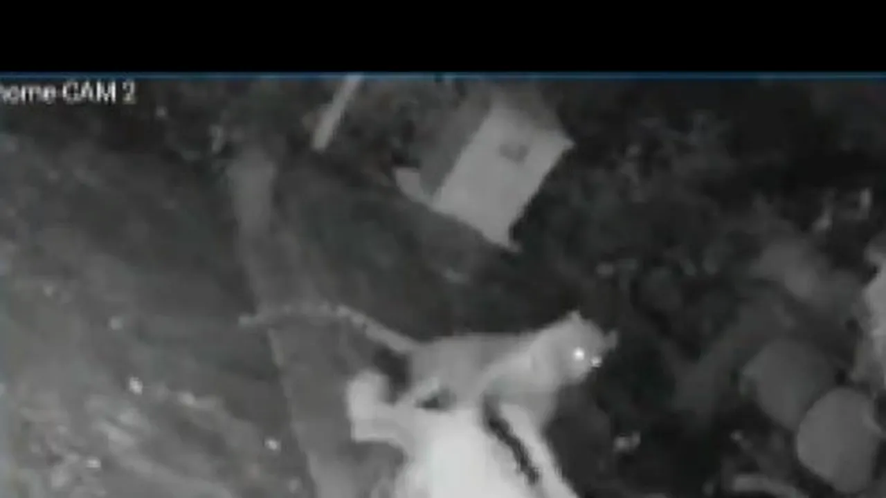 Momentul în care un leopard atacă o femeie în vârstă. Cum a scăpat bătrâna? Video viral 