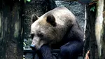 Japonia: se înmulțesc atacurile urșilor, un bărbat a fost găsit mort în pădure