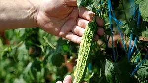 REPORTAJ: Pepenele cu gust de coniac, buretele vegetal şi castravetele pentru diabetici, create la Buzău - FOTO