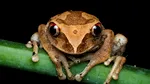 O specie de „broscuță de cafea”, descoperită în Costa Rica
