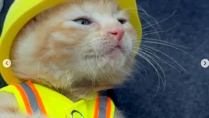 O pisicuță blocată într-un excavator a devenit „colega” muncitorilor care i-au salvat viața