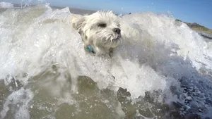 Campionatul Mondial de Surf Canin din California: zeci de câini s-au întrecut pe valuri