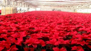 REPORTAJ - Familia care scoate la vânzare 10.000 de crăciuniţe pentru sărbători: 