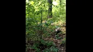 VIDEO Bursuc preocupat să-şi asigure hrana, filmat la Iaşi. „Musafirul nostru ne-a făcut o surpriză frumoasă”