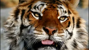 Consilierii din San Francisco interzic folosirea animalelor sălbatice în circuri, filme şi seriale TV