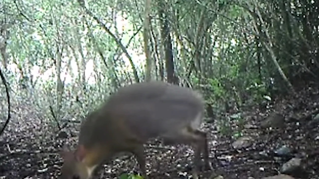 VIDEO | Un exemplar de cerb pitic, despre care se credea că a dispărut de 30 de ani, filmat într-o pădure din Vietnam