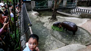 Un bărbat a fost arestat după ce a intrat în țarcul hipopotamului pigmeu Moo Deng de la grădina zoologică din Thailanda