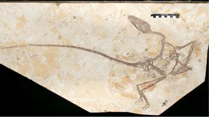 Oamenii de ştiinţă au descoperit un dinozaur de mărimea unei găini. În ciuda dimensiunilor sale reduse, acesta a fost numit ”dragon-şef”