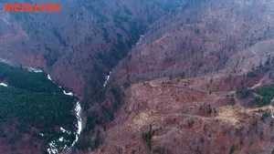 Infringement pentru România. Organizaţiile neguvernamentale susţin că măsura poate salva pădurile ţării noastre