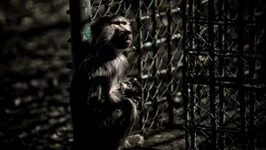 O ţară de peste 20 de milioane de locuitori lăsată în beznă din cauza unei maimuţe