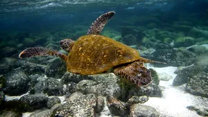 Arhipelagul Galapagos, afectat de tsunamiul format după seismul din Japonia