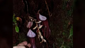 A fost descoperită prima plantă carnivoră care prinde prada mare sub pământ VIDEO