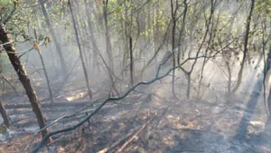 INCENDIU de vegetaţie în Munţii Ciucaş: Zeci de pompieri intervin pentru stingerea focului