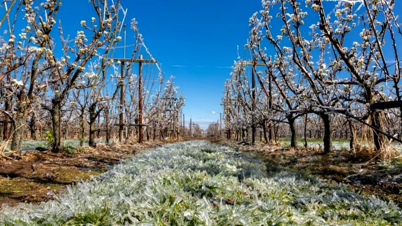 Pomicultorii afectați de seceta de anul trecut vor primi câte 10.000 de lei pentru fiecare hectar