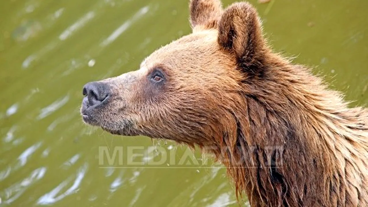 Autorităţile sanitare stabilesc dacă ursul împuşcat este cel care a atacat trei oameni. Patrule de poliţişti şi jandarmi, încă în zonă