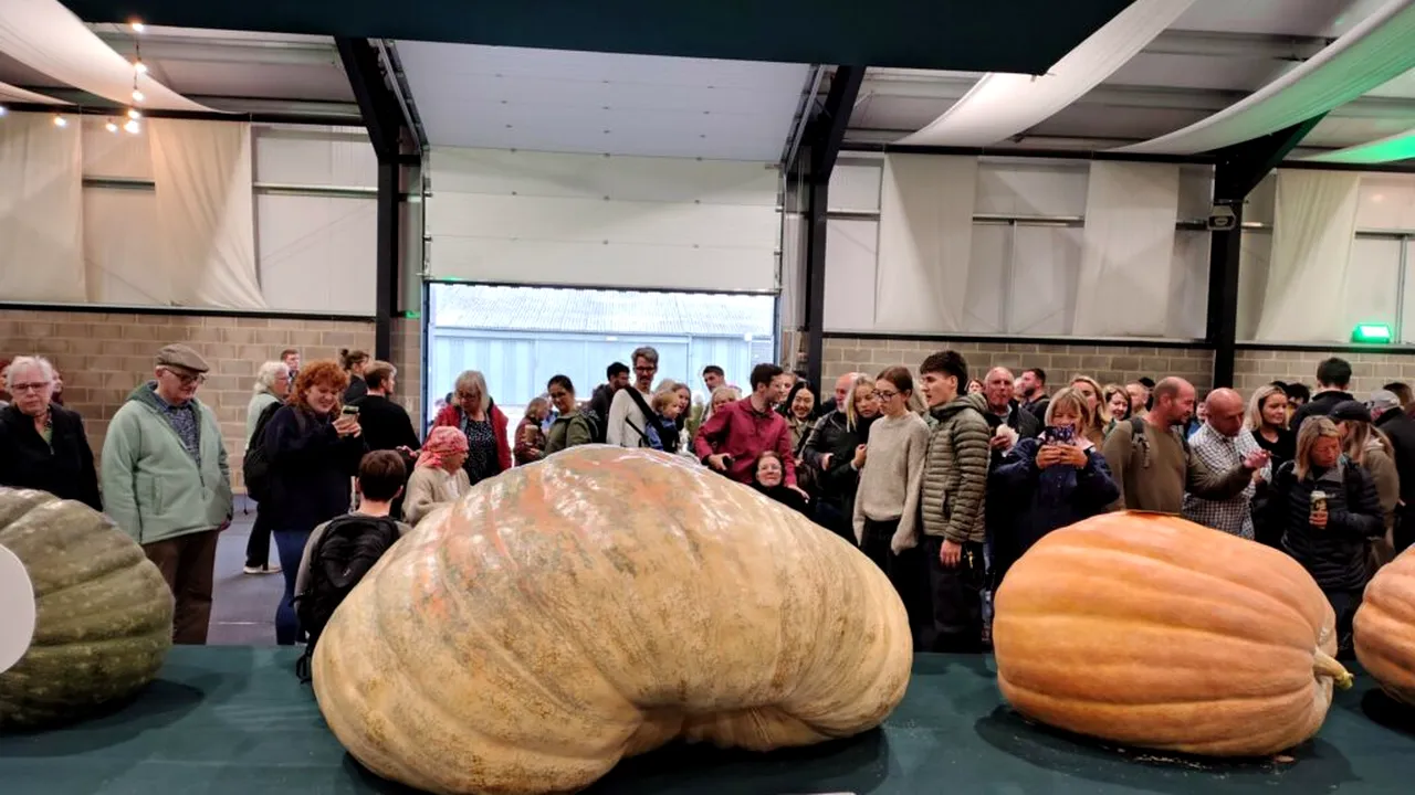 Știința din spatele cultivării unui dovleac gigant. Acesta cântărește aproape cât o mașină mică