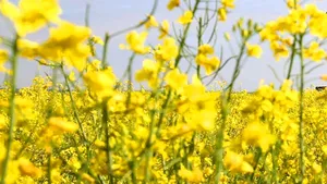 Rapiţa şi de lucerna de anul viitor ar putea fi compromise din cauza secetei