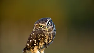 O bufniţă, prea grasă pentru a putea zbura, a fost salvată dintr-un şanţ. Ce s-a întâmplat după ce a fost pusă ”la regim”