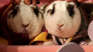 Fosilele unui iepure uriaş, care nu putea să sară şi nu avea duşmani naturali, descoperite în Spania