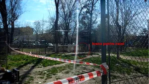 Cadavru cu urme de muşcături de câini, descoperit într-un parc din sectorul 2. ASPA:Şapte câini, luaţi joi din zona incidentului - FOTO