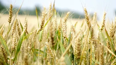 AGRICULTURĂ ONU: Prețurile alimentelor cresc pentru a treia lună consecutiv. Cât e diferența