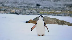 Pinguinii din Antarctica emit până la 7 milioane de tone de metan pe an