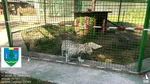 Animal hibrid extrem de rar, crescut fără autorizații în județul Suceava