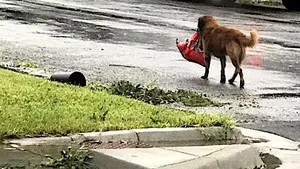 FOTO | Cum a devenit un căţel erou după uraganul Harvey. Imaginile VIRALE, distribuite de zeci de mii de utilizatori