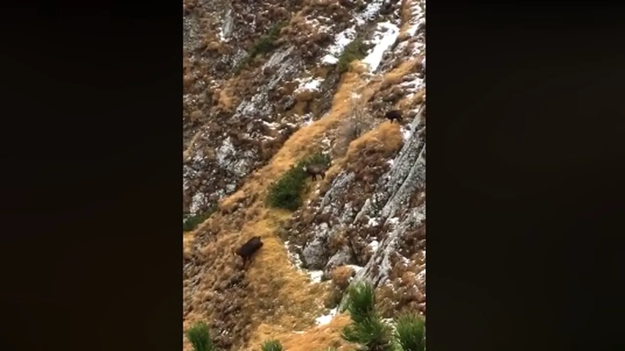 Imagini rare cu un grup de capre negre în Parcul Natural Bucegi | VIDEO