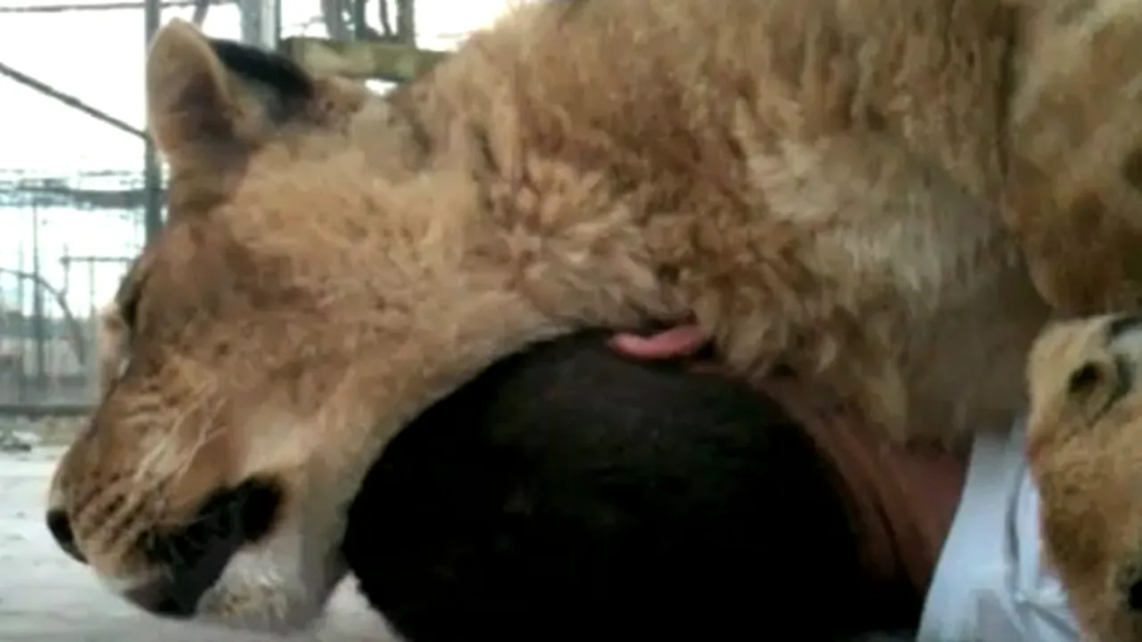 Animal sălbatic sau nu? Cum doarme o leoaică peste dresorul său - VIDEO