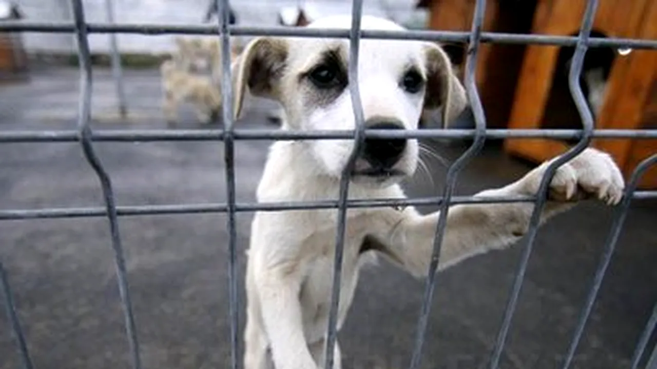 Romania’s Parliament Adopts Stray Dog Bill