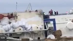 VIDEO | Cazul miilor de oi scufundate în Portul Midia. Organizaţie: Animalele moarte plutesc pe apă 
