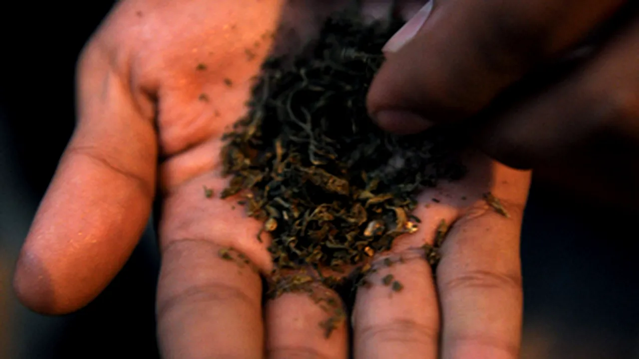 Trei tinere intoxicate cu produse etnobotanice cumpărate din weedshoop